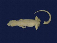 藏品(蝎虎)的圖片